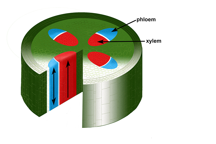 Cross section of a stem showing the xylem and phloem tubes, showing the directing of flow